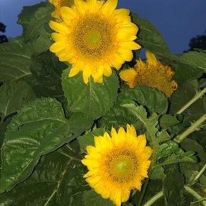 Meet your Posher, Cherie